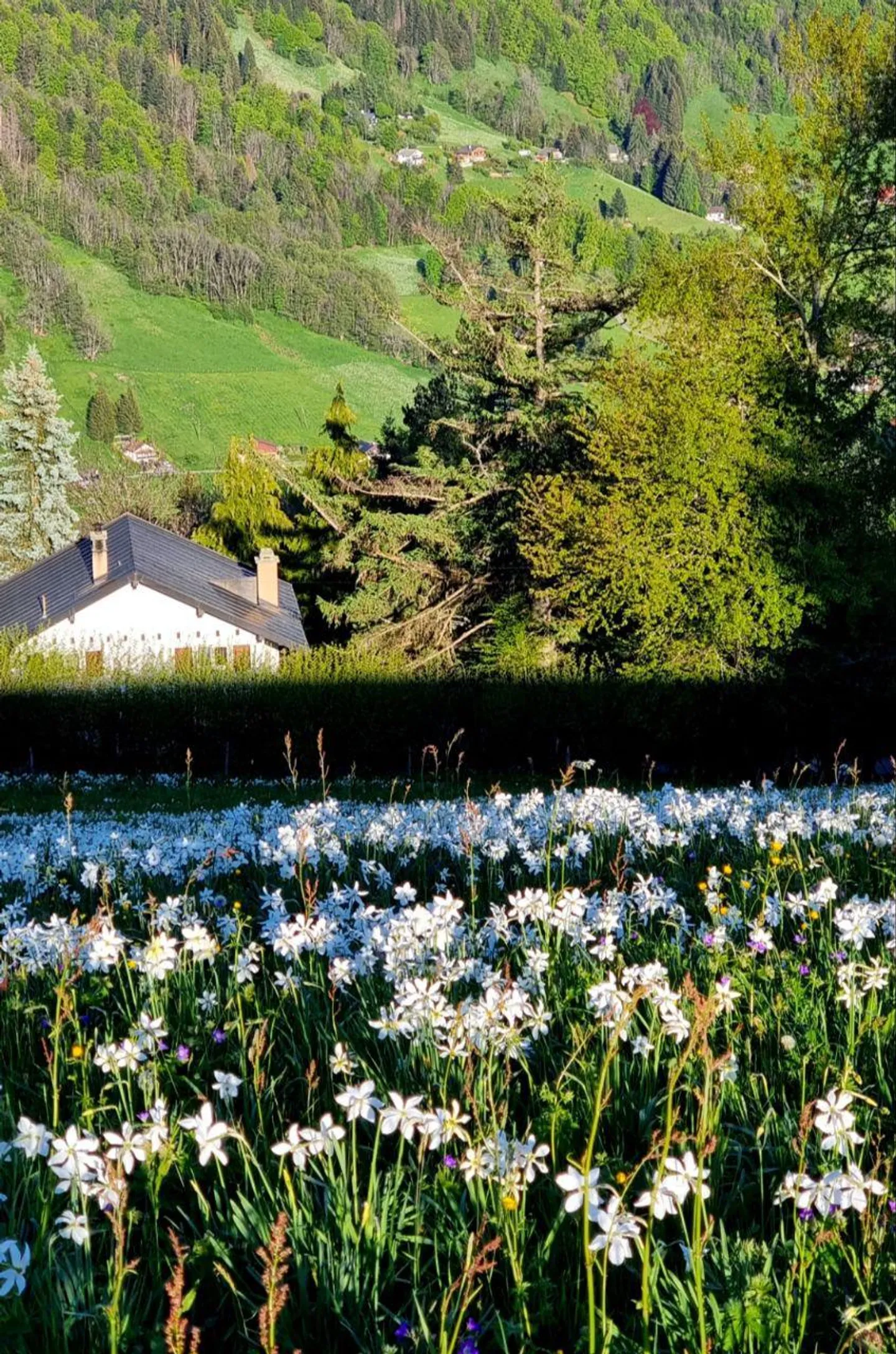 Chalet individuel à Blonay, Les Pléiades. sur 3'000 m² de parcelle - Photo 9 sur 12