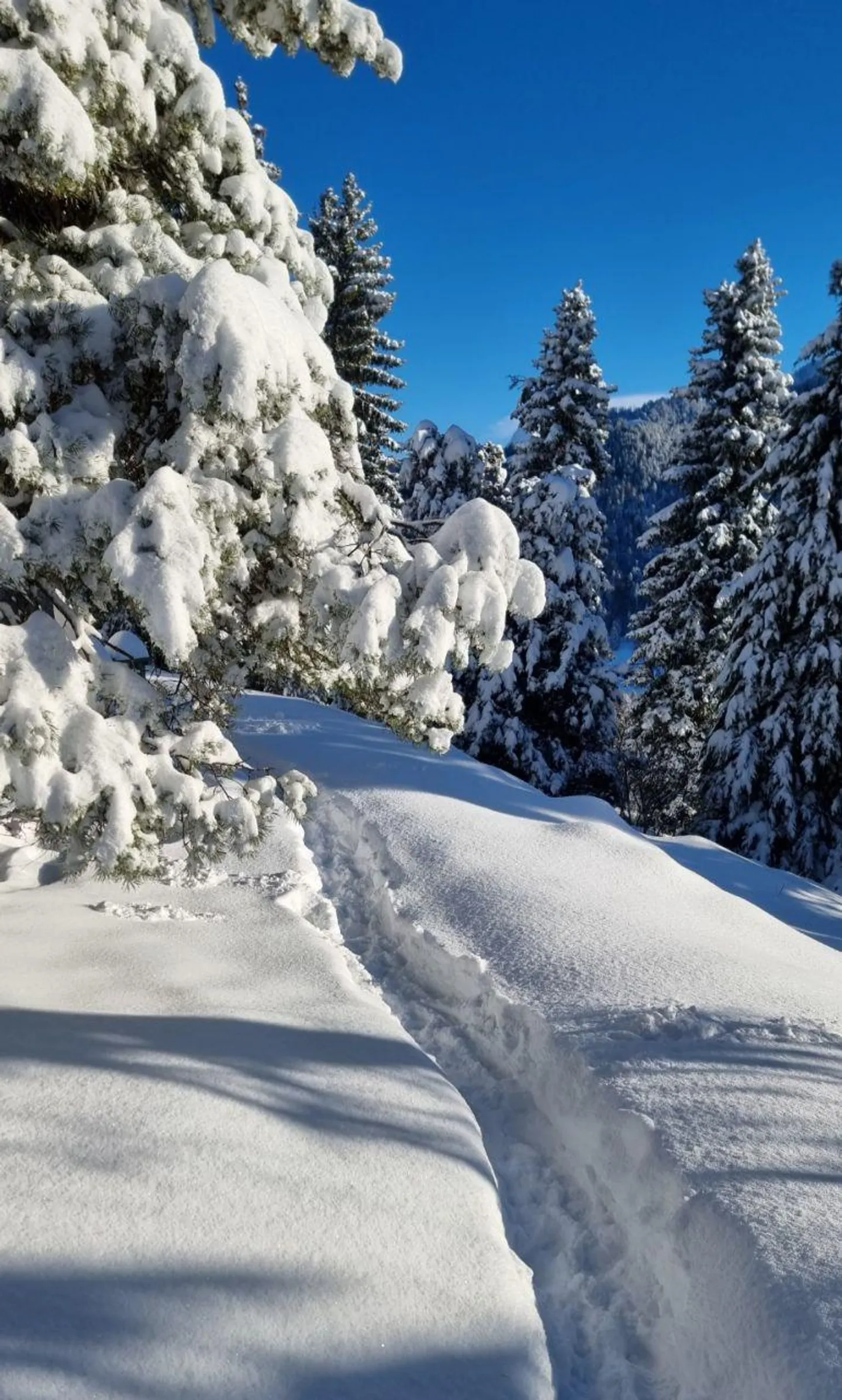 Chalet individuel à Blonay, Les Pléiades. sur 3'000 m² de parcelle - Photo 8 sur 12
