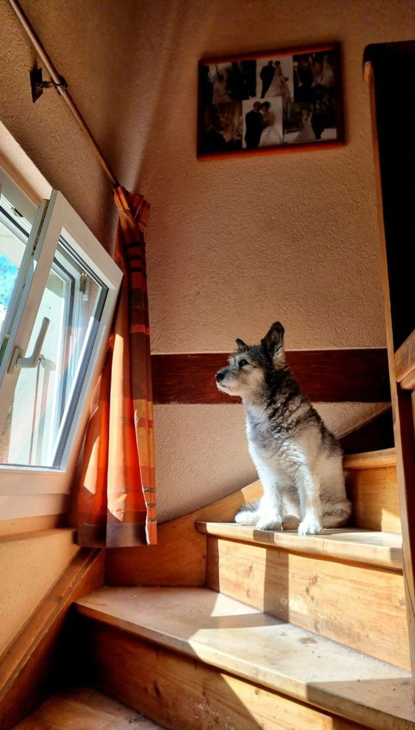 Chalet individuel à Blonay, Les Pléiades. sur 3'000 m² de parcelle - Photo 7 sur 12