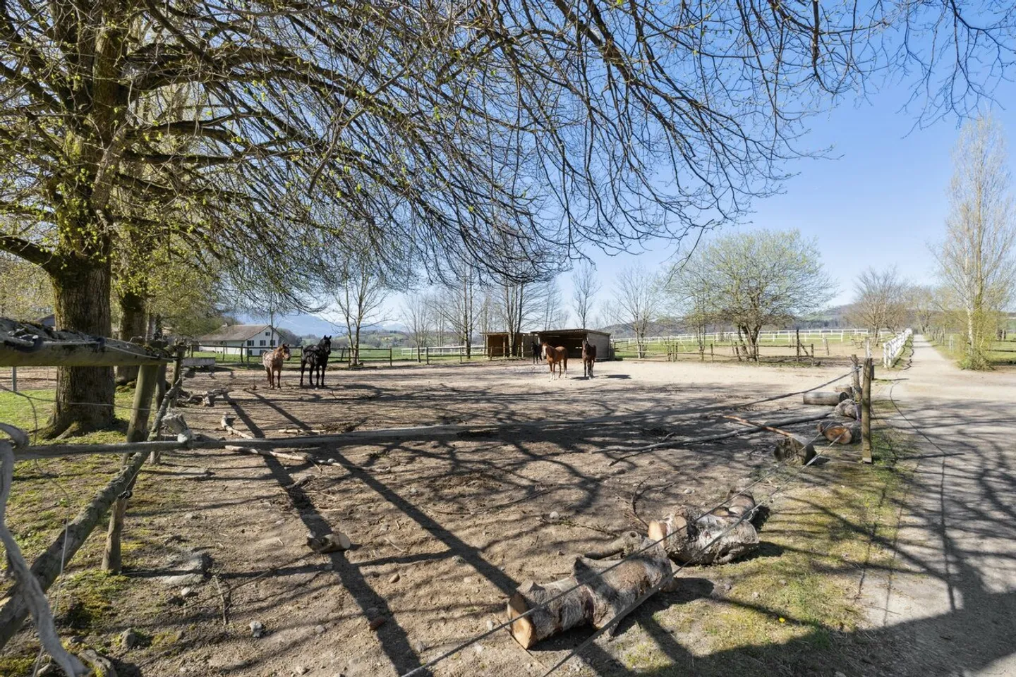 Esclusiva SOTHEBY'S Centro Equestre con rendimento - Foto 11 di 13