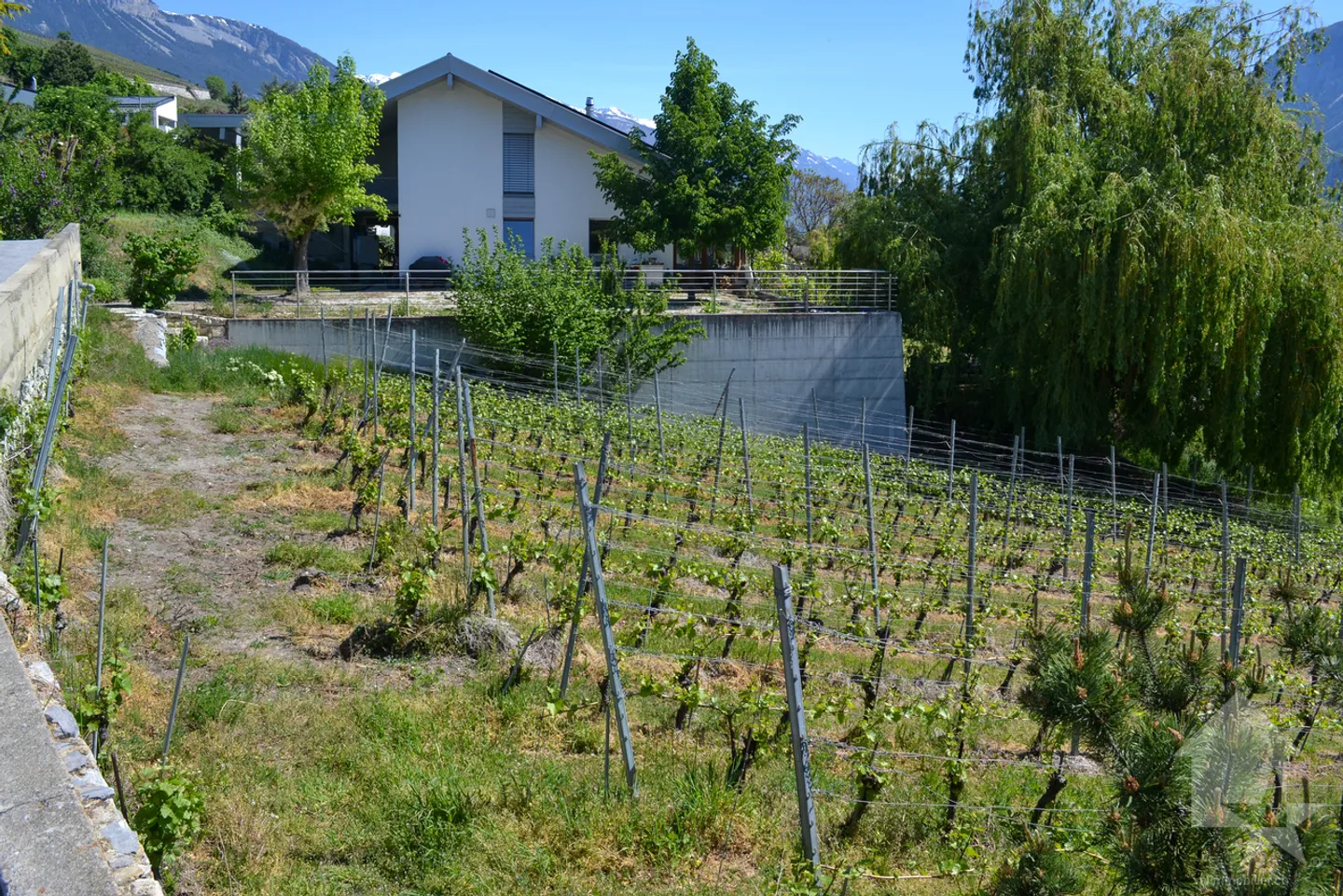 Wunderschönes Grundstück mit Blick auf Sierre in einer Villengegend von 1'099 m2 - Foto 4 von 9
