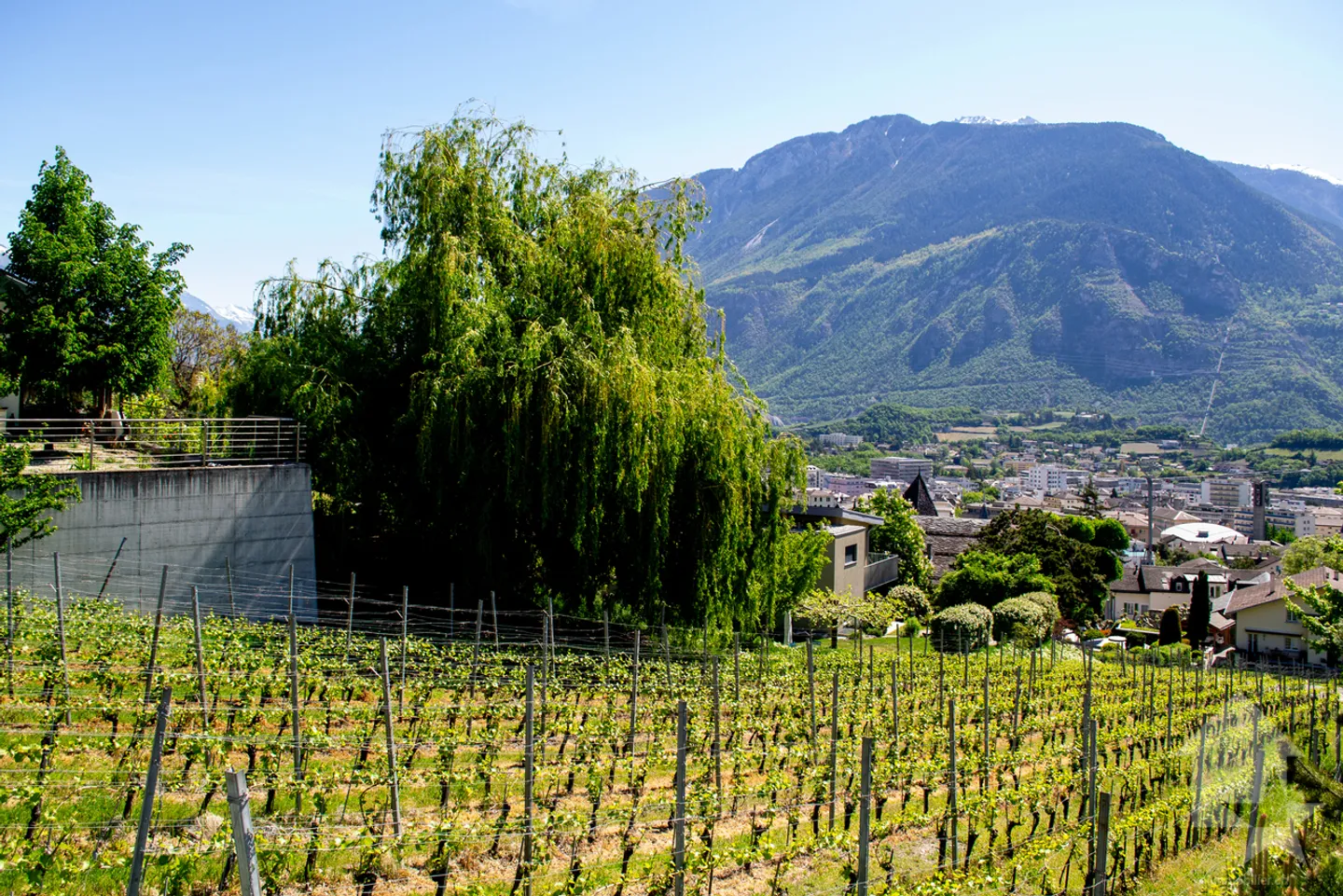 Wunderschönes Grundstück mit Blick auf Sierre in einer Villengegend von 1'099 m2 - Foto 3 von 9