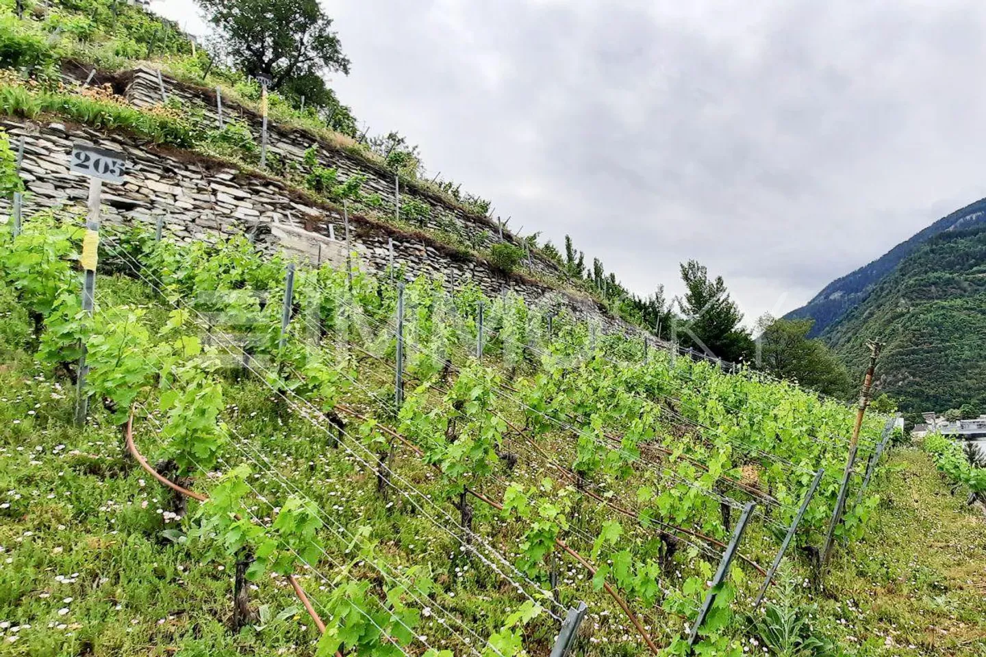 Exclusivité ImmoSky : Terrain à constuire avec vue unique - Photo 3 sur 4