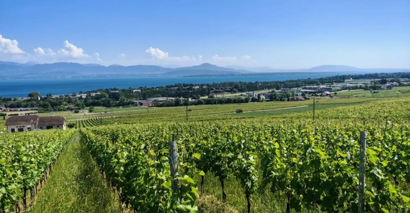 A-ONE BUSINESS CENTER | Außergewöhnliche Büros im Herzen des Léman-Bogens - Foto 7 von 9