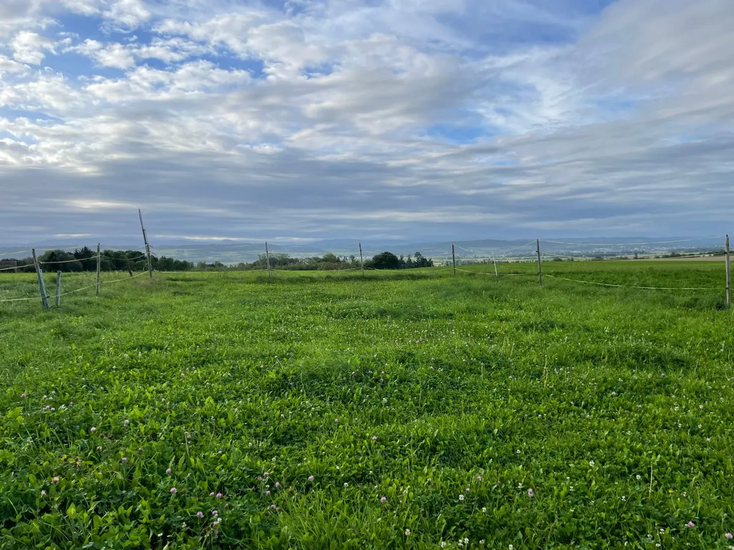 In affitto - Box per cavalli con terreno agricolo (11.920 m²) - Foto 8 di 9