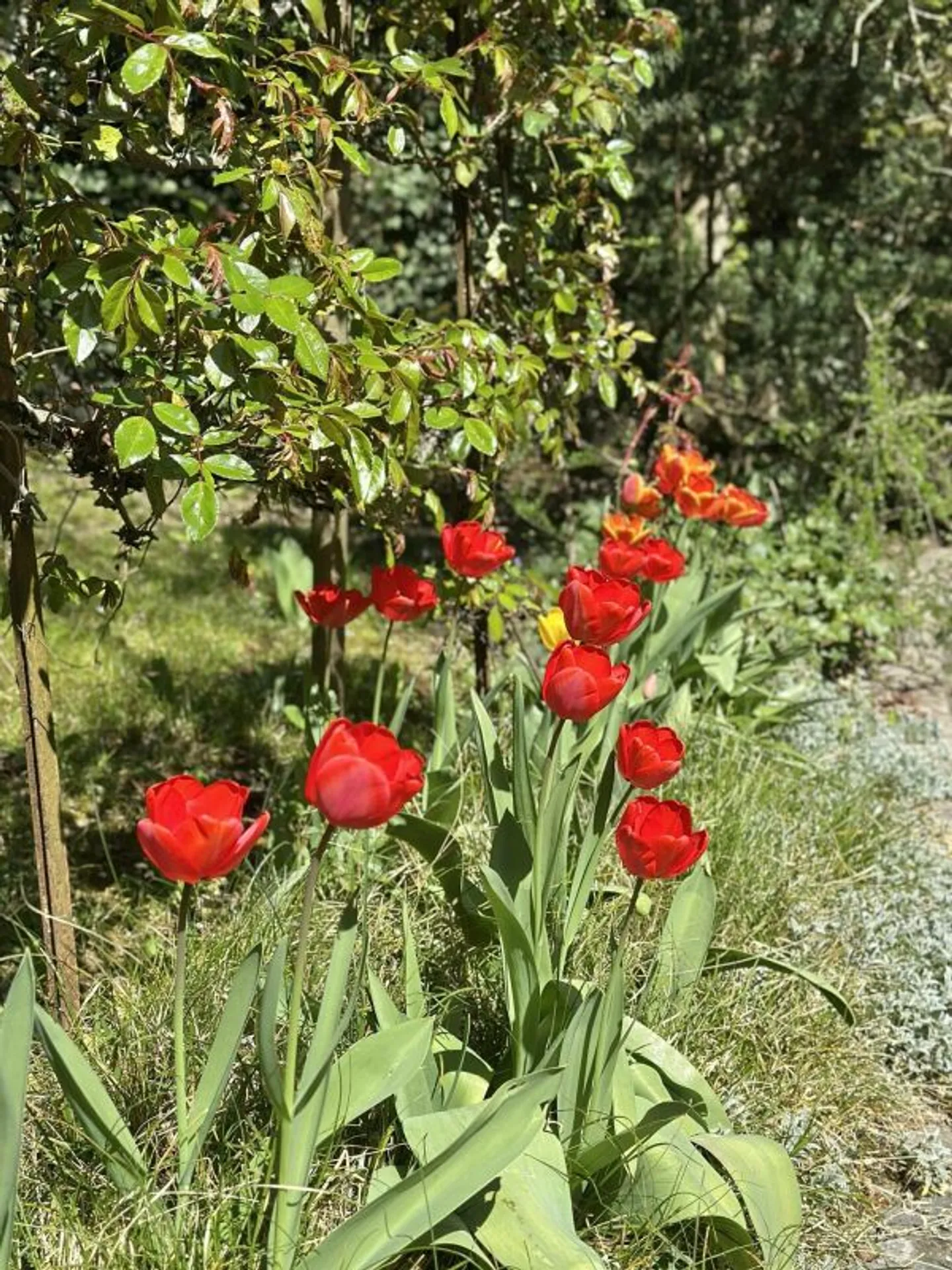 Appartamento in una charmante Villa individuale - Foto 6 di 13