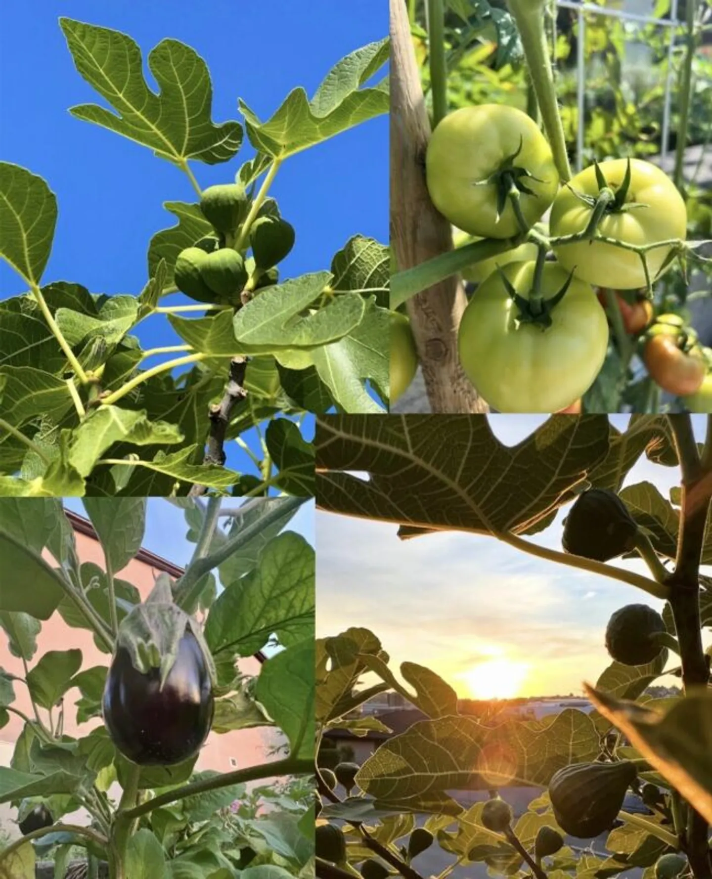 Your Sunny Family Paradise - Garden Oasis - Privacy - Close to the City, Where Wine Grows, Children Laugh, and Evenings are Golden. - Photo 13 of 13