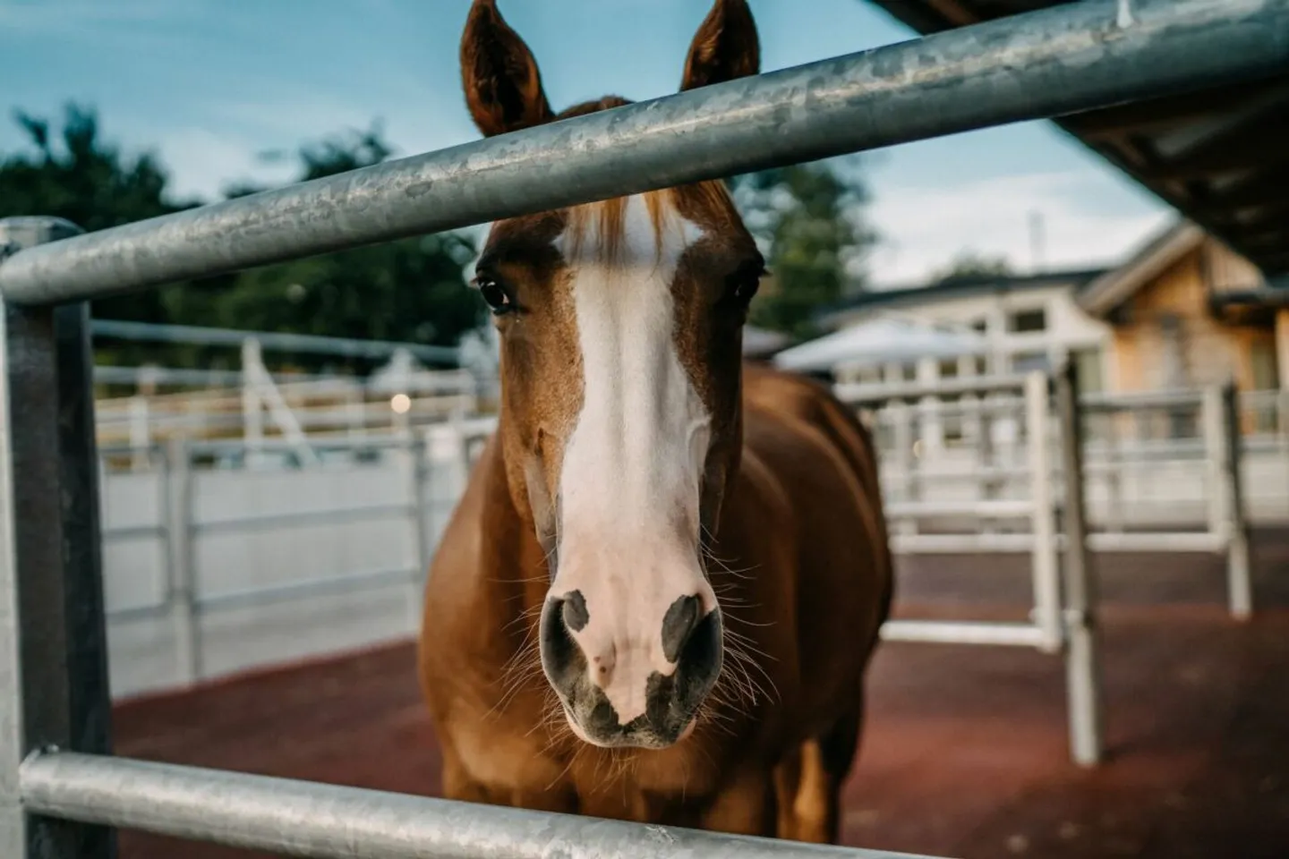 Quality of Life for You and Your Horses at the Foot of the Jura - Photo 1 of 6