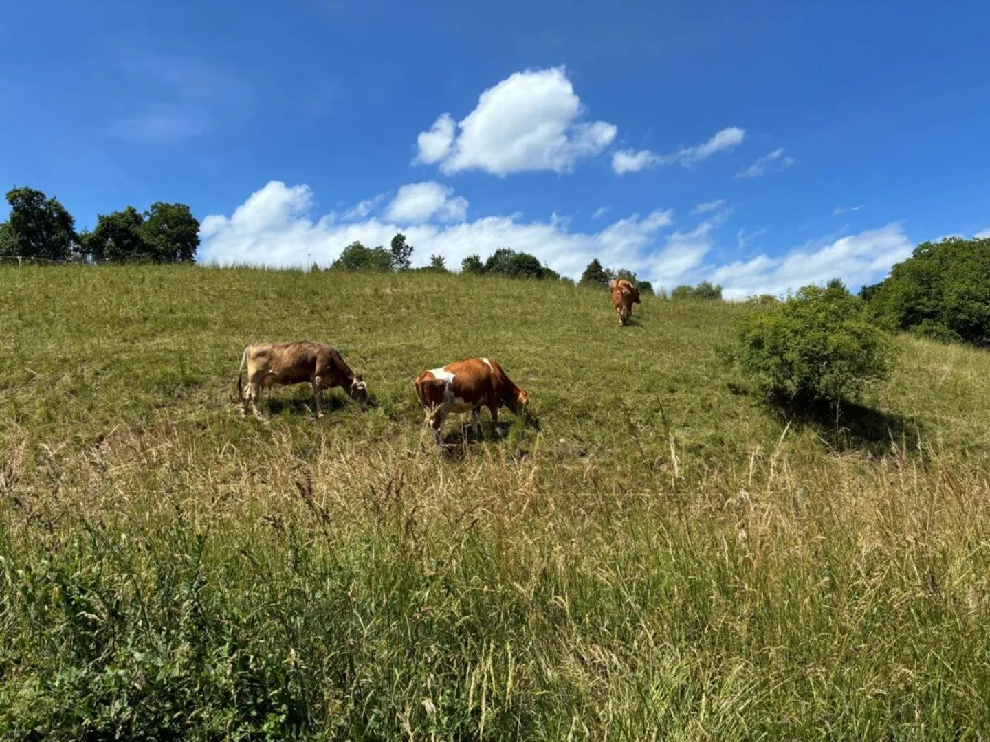 Mehr Wohnqualität nahe Zürich - ruhig, modern und naturnah - Foto 10 di 10