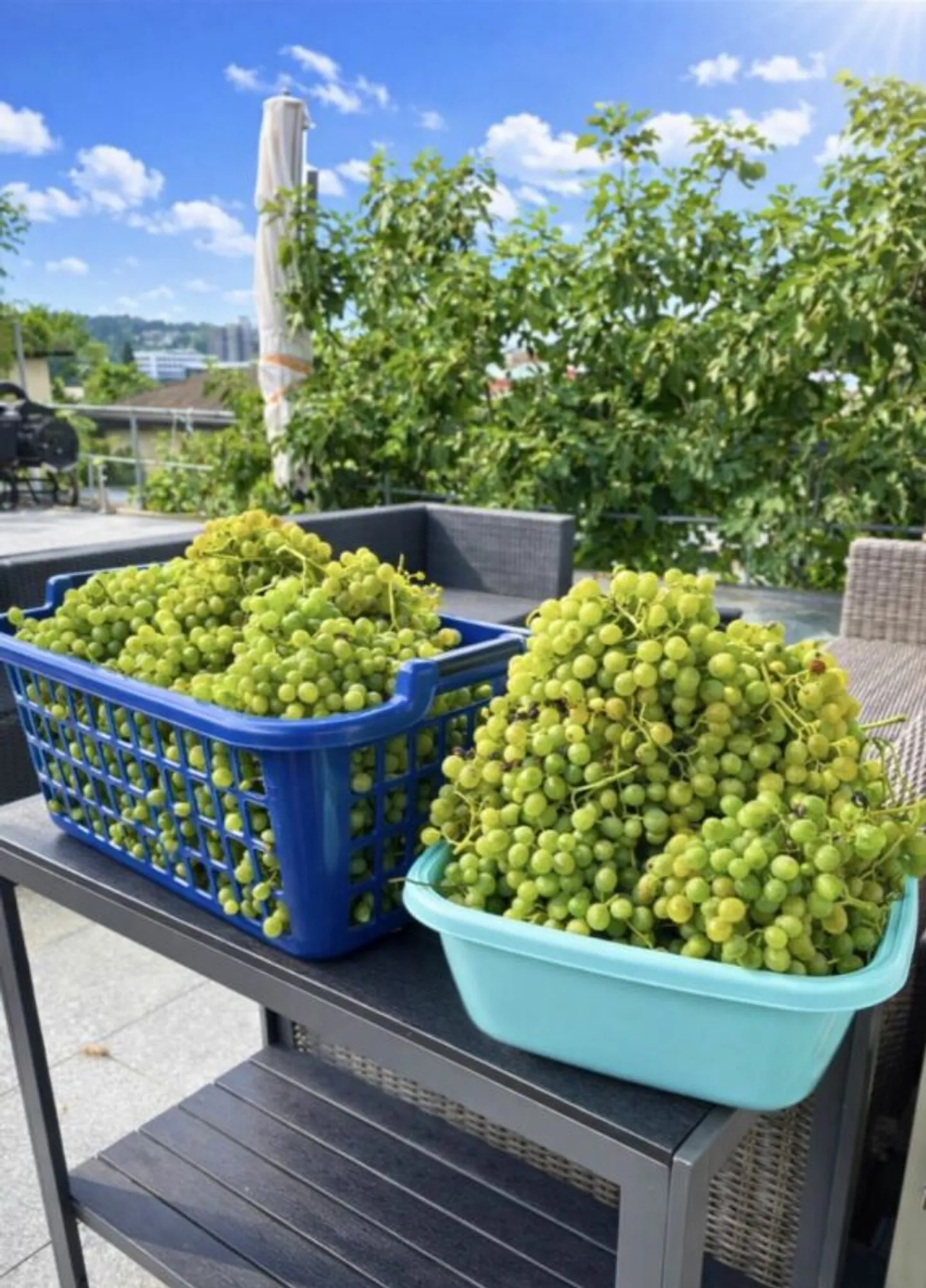 Your Sunny Family Paradise - Garden Oasis - Privacy - Close to the City, Where Wine Grows, Children Laugh, and Evenings are Golden. - Photo 5 of 13