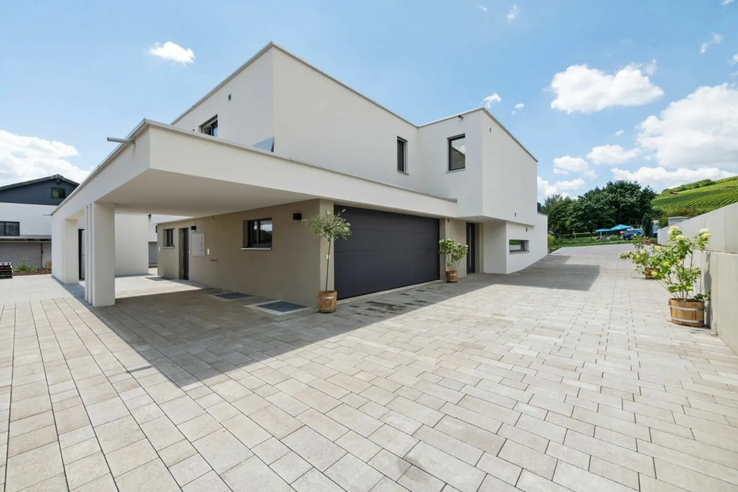 Vitis Vinifera - Photo 11 sur 12