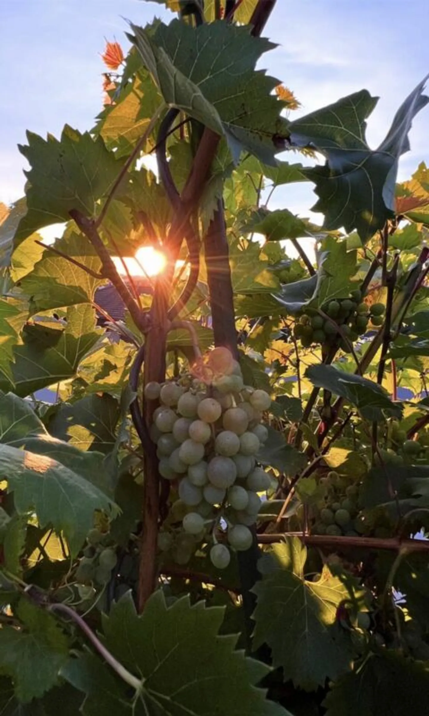 Your Sunny Family Paradise - Garden Oasis - Privacy - Close to the City, Where Wine Grows, Children Laugh, and Evenings are Golden. - Photo 4 of 13