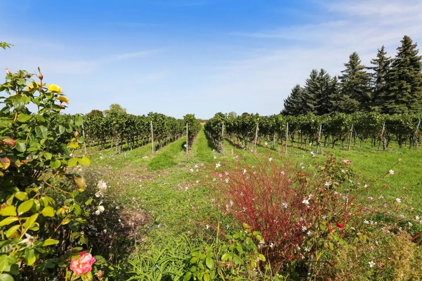 Charmante Landvilla mit Garten an den Weinbergen von Jussy - Foto 12 von 13