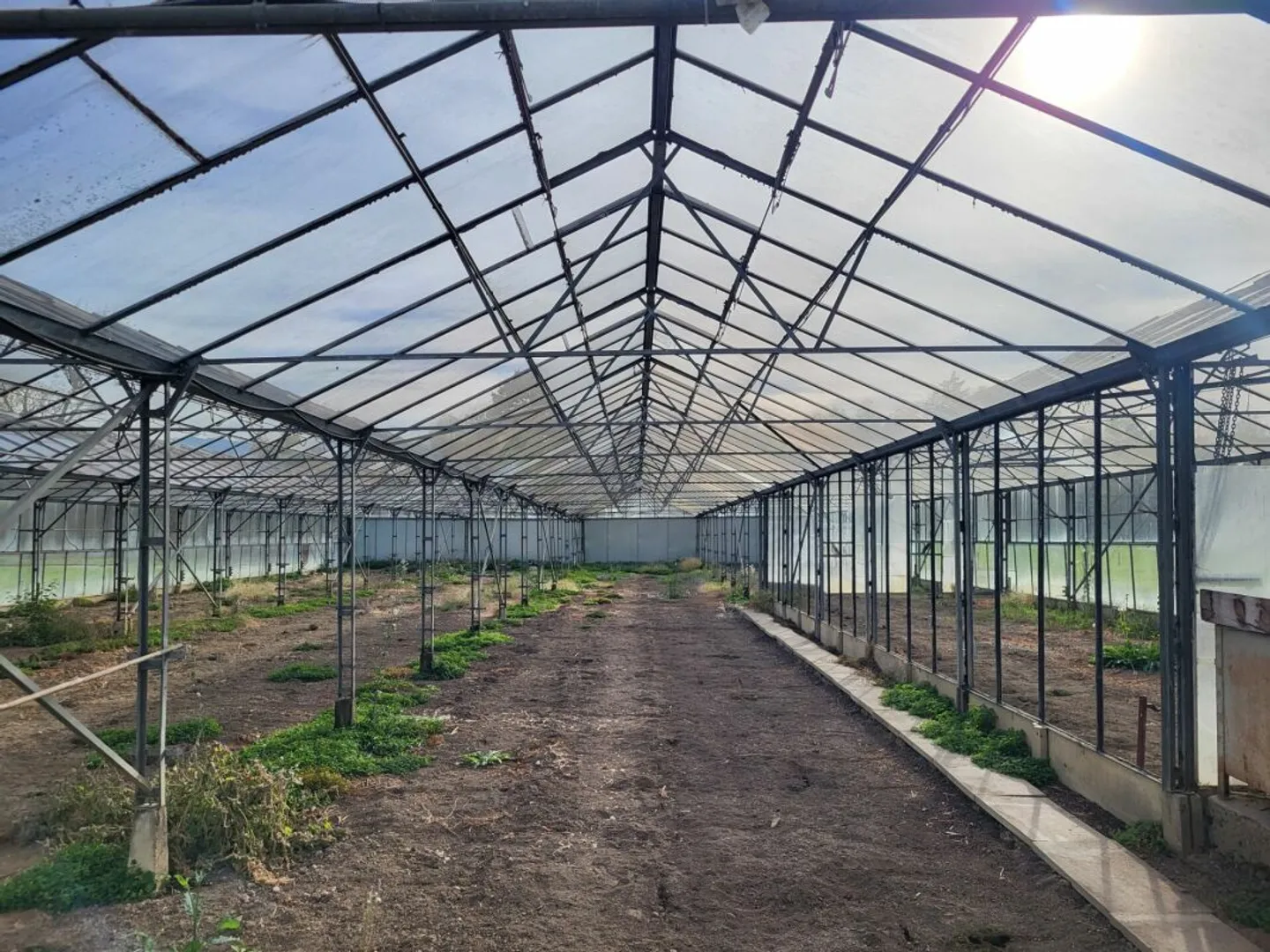Large Greenhouses near Arbon - Photo 3 of 7