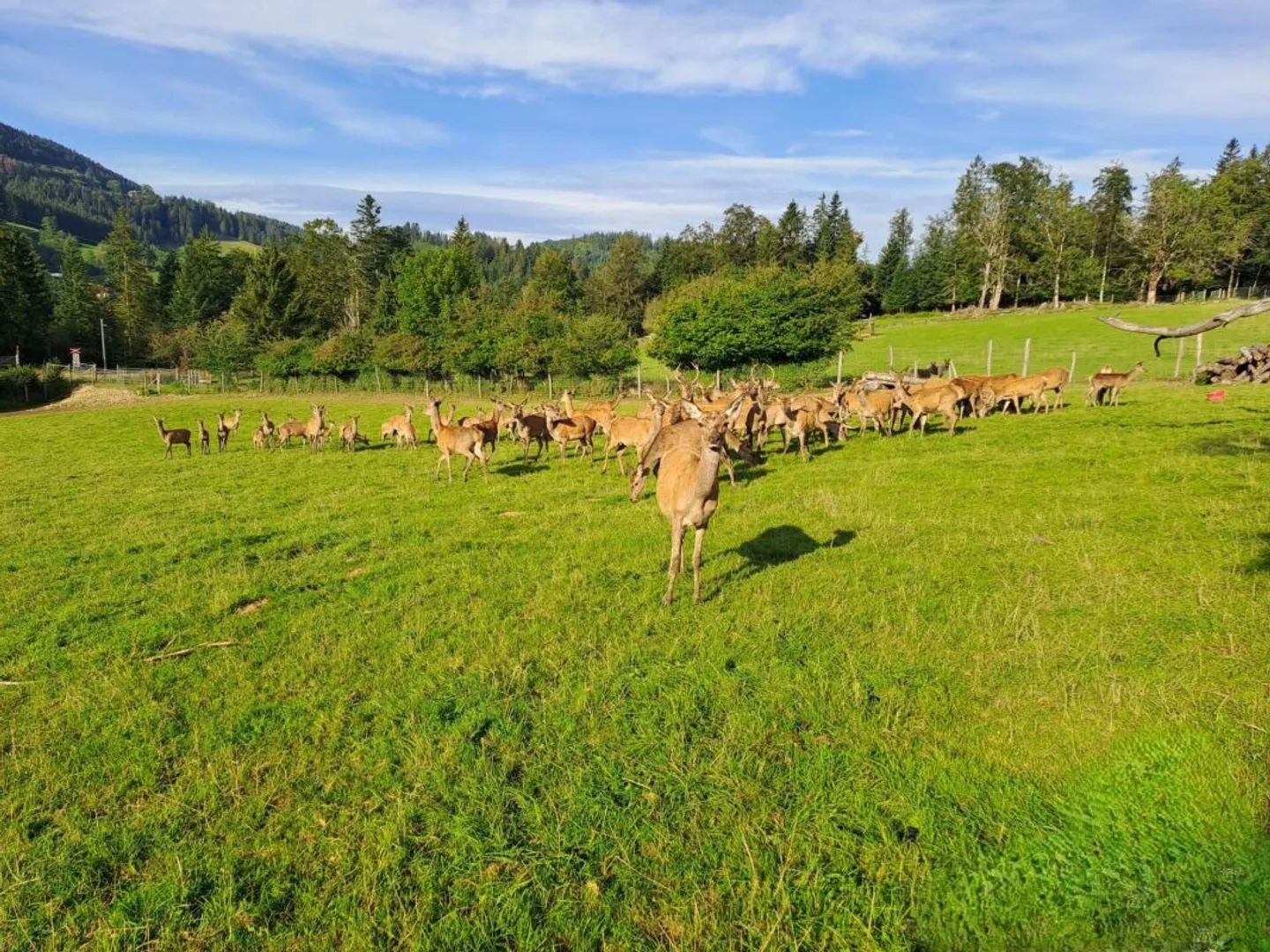 Studio duplex atipico - Fascino e autenticità ai Brenets - Foto 12 di 13