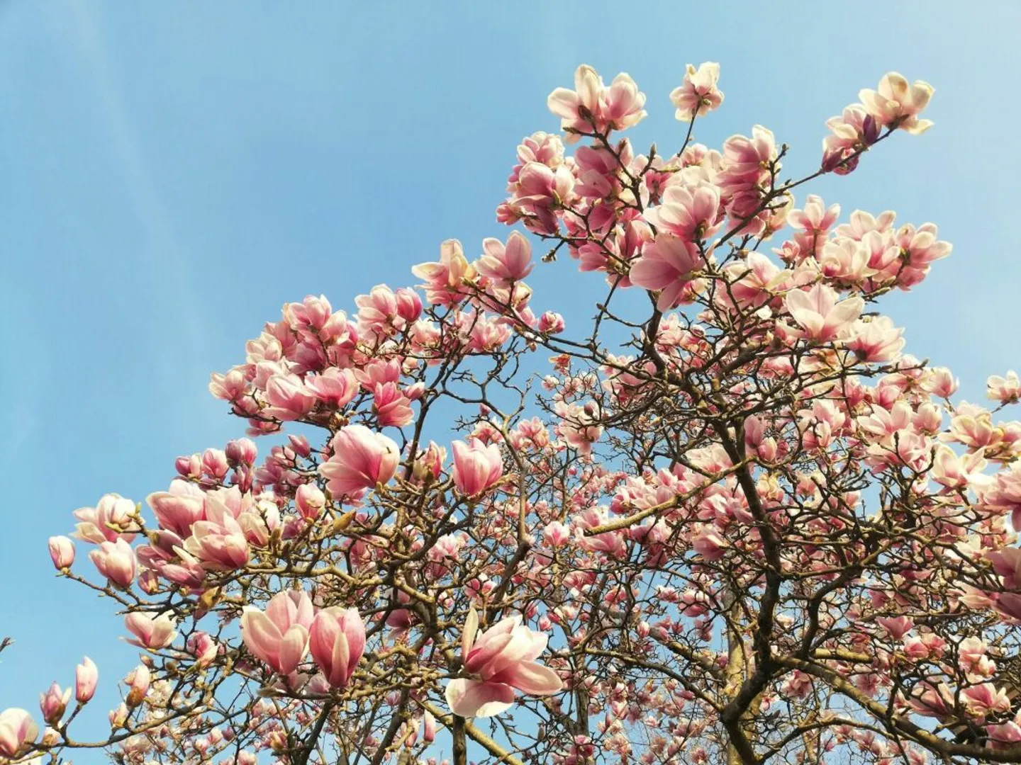 2.5 Room Apartment in Conches - Photo 1 of 5