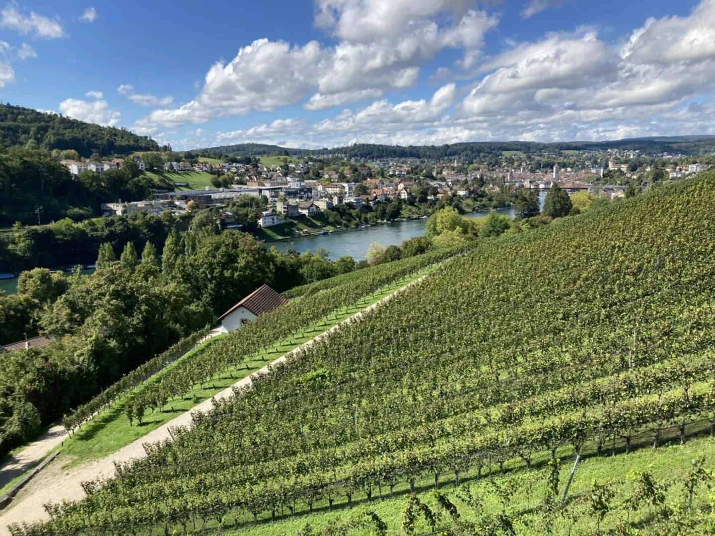 View over the Rhine, vineyards and city - Photo 7 of 7