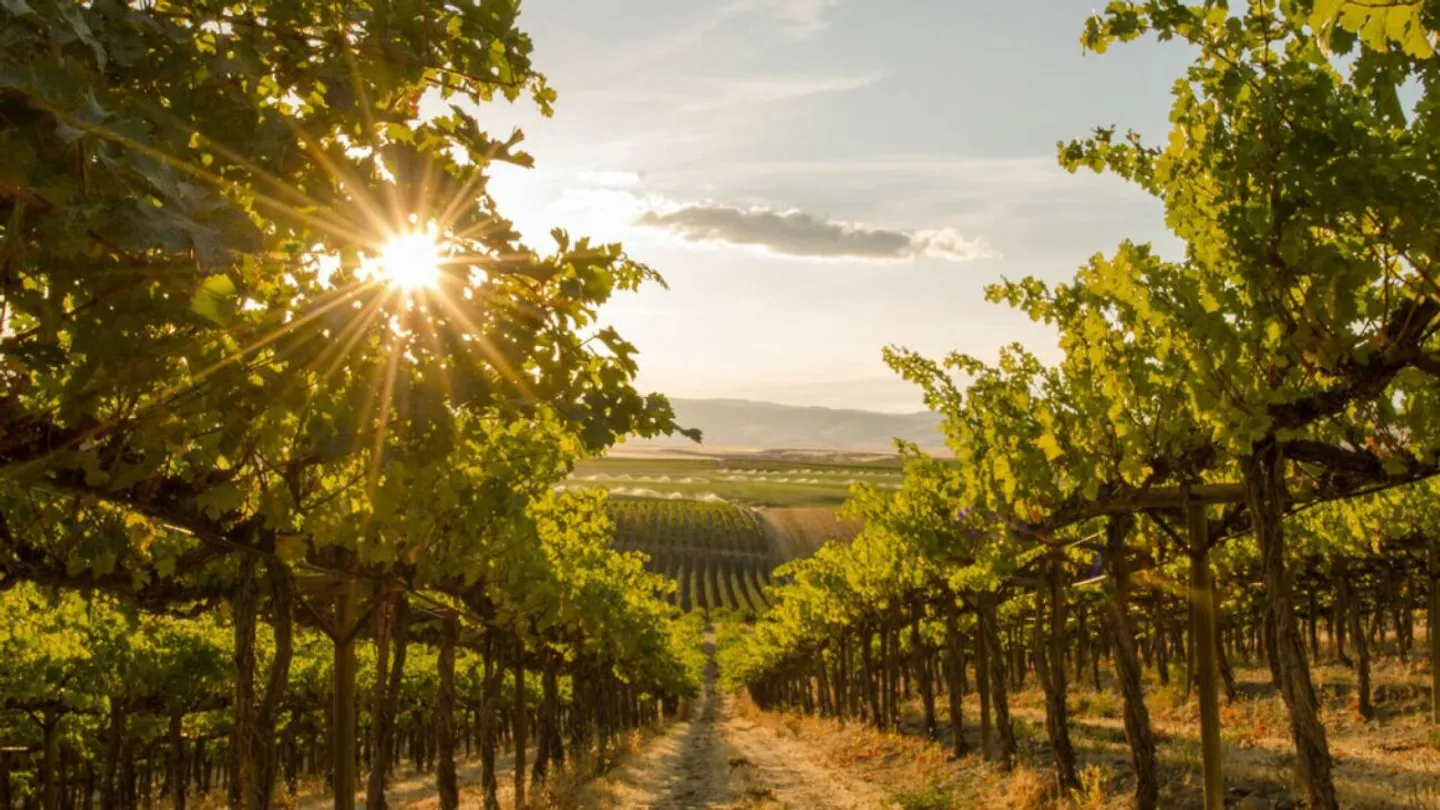 Successful Beverage and Wine Retail Business with Event Operations - Photo 7 of 8