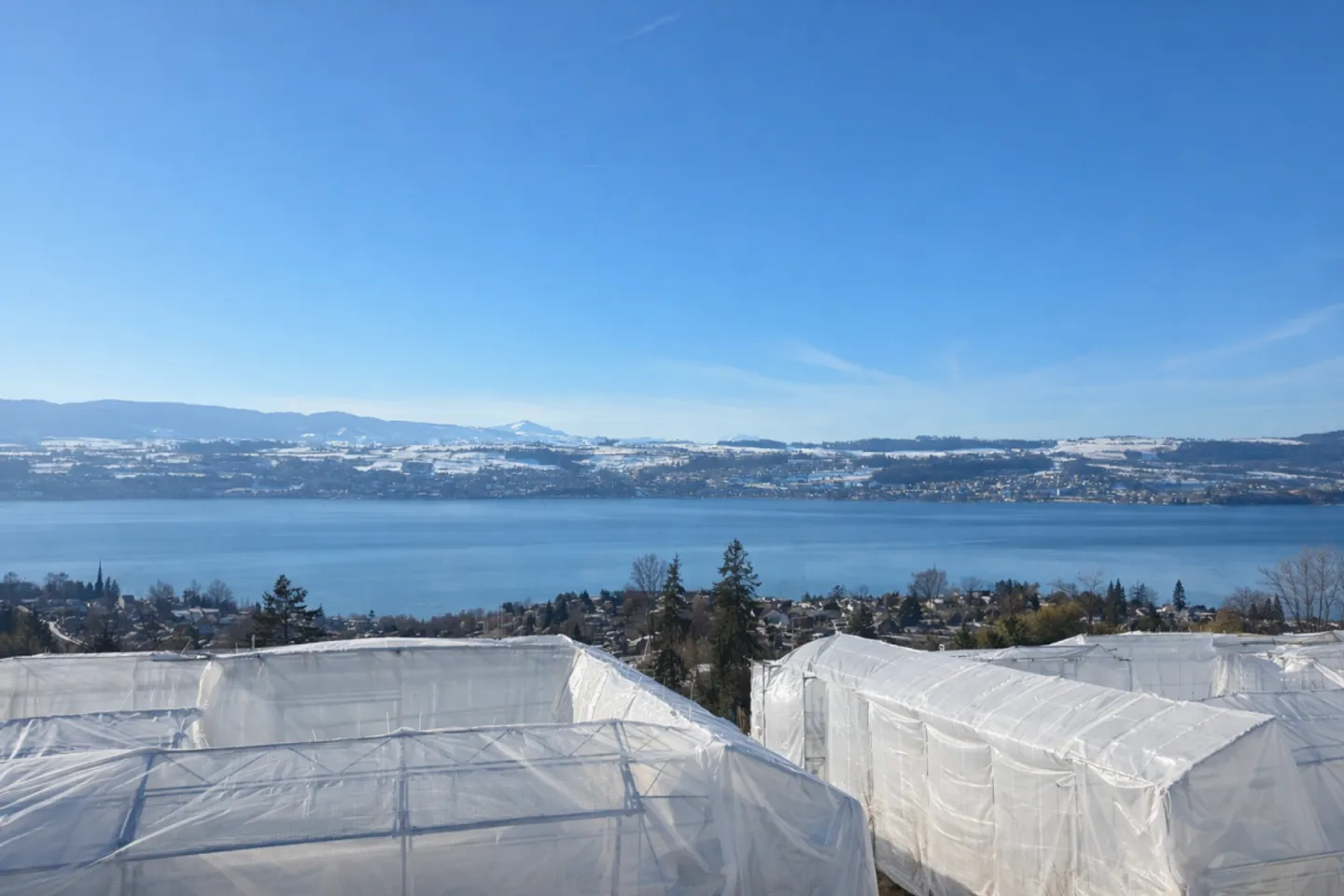 TILIA | Vivere con vista lago a 180° - Appartamento 2.5 locali - Pronto per essere abitato dall'autunno 2026 - Foto 3 di 8