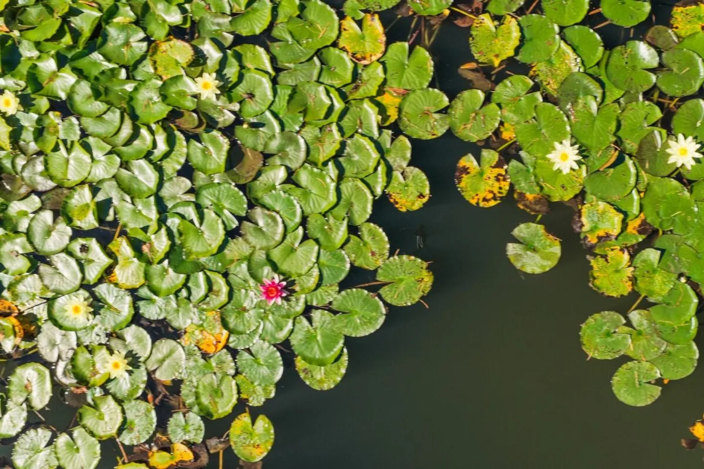 Villa pour esprits libres et artistes de la vie sur 10 000 m² entre Zurich et Zug - Photo 7 sur 13