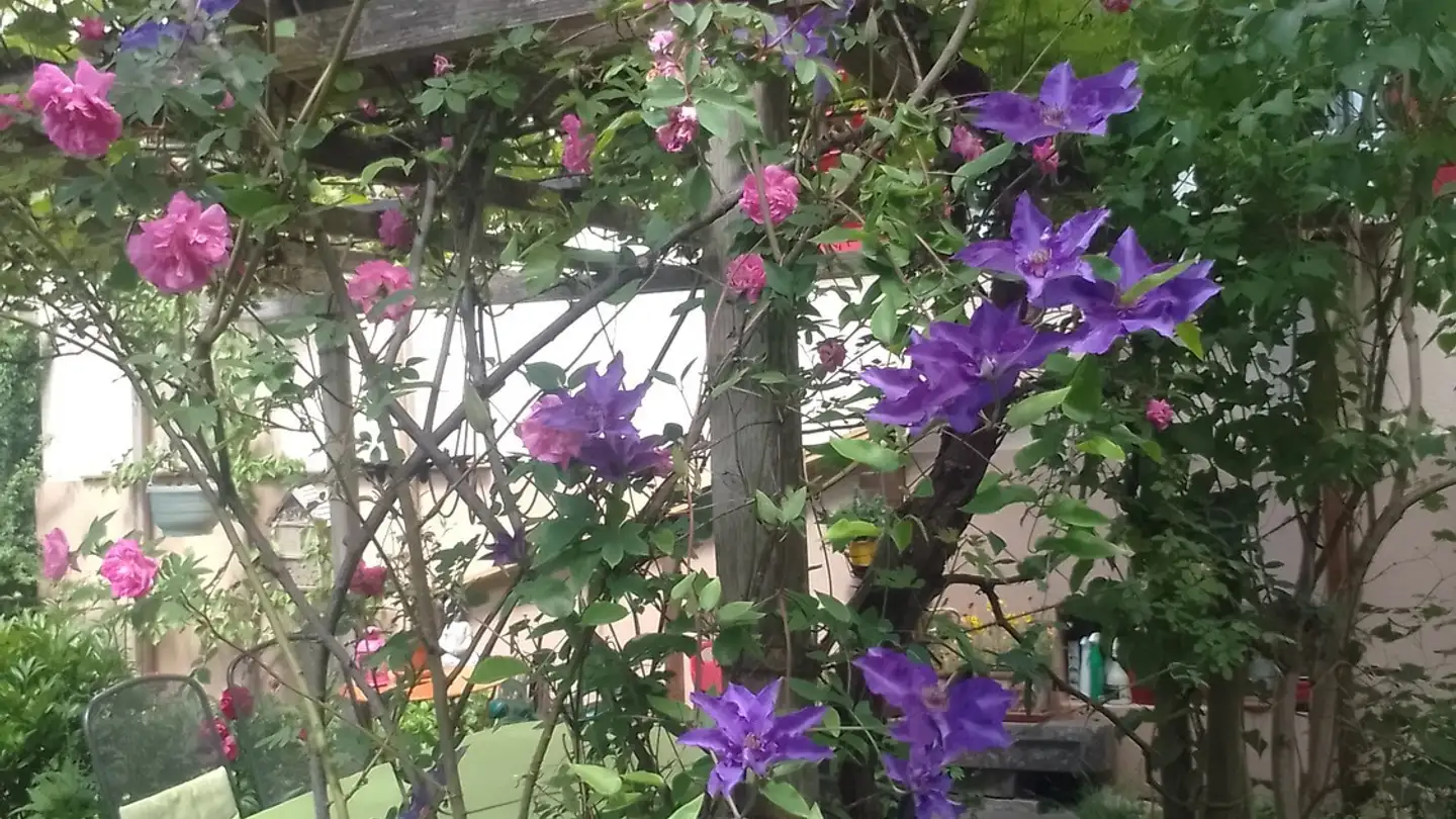 Chambre à louer - Schürgistrasse 26, 8051 Zürich - Photo 3