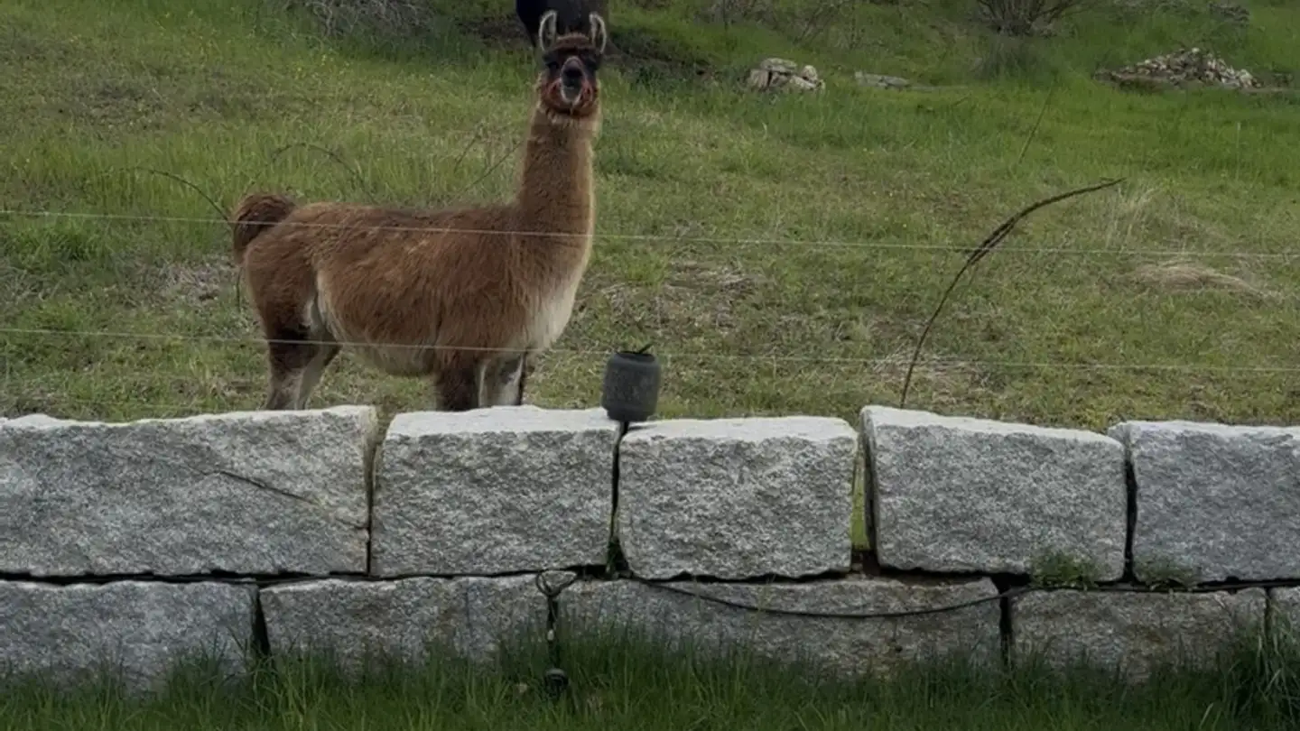 Appartamento in affitto - 4424 Arboldswil - Foto 3