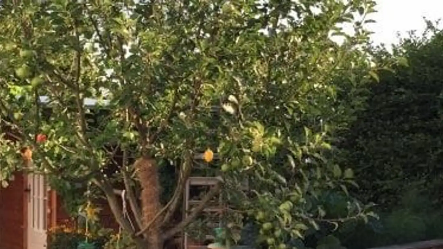 Einfamilienhaus mieten - Ulmenstrasse 13, 4313 Möhlin - Foto 2