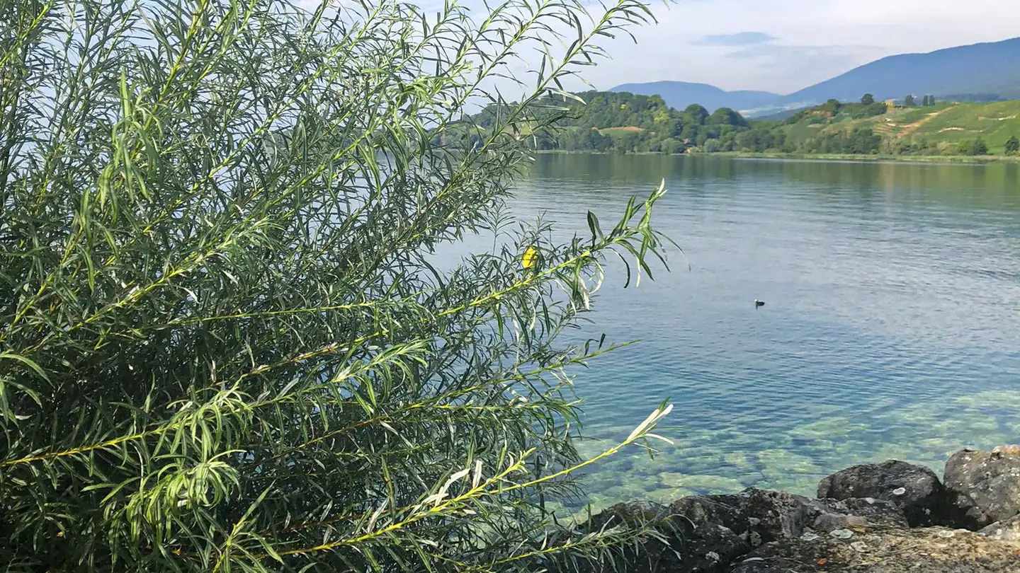 Single house for sale - 2016 Cortaillod - Photo 4