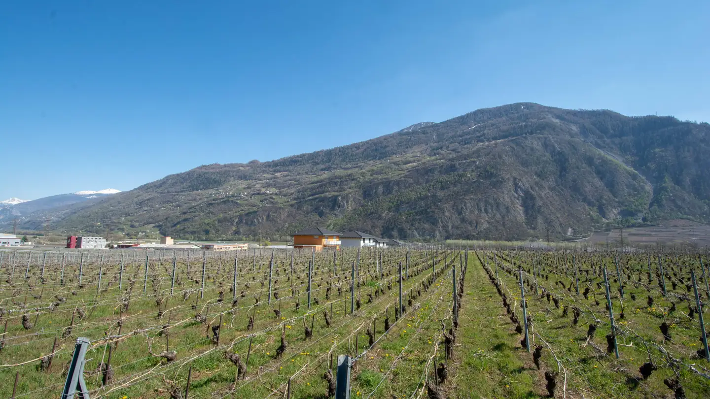 Terrain constructible à vendre - 1955 Chamoson - Photo 2