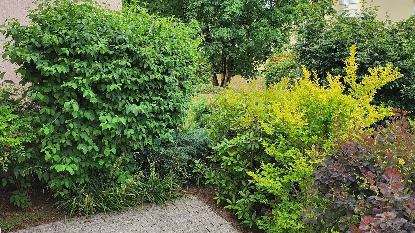 Wohnung mieten - Haldenweg 11, 5313 Klingnau - Foto 4