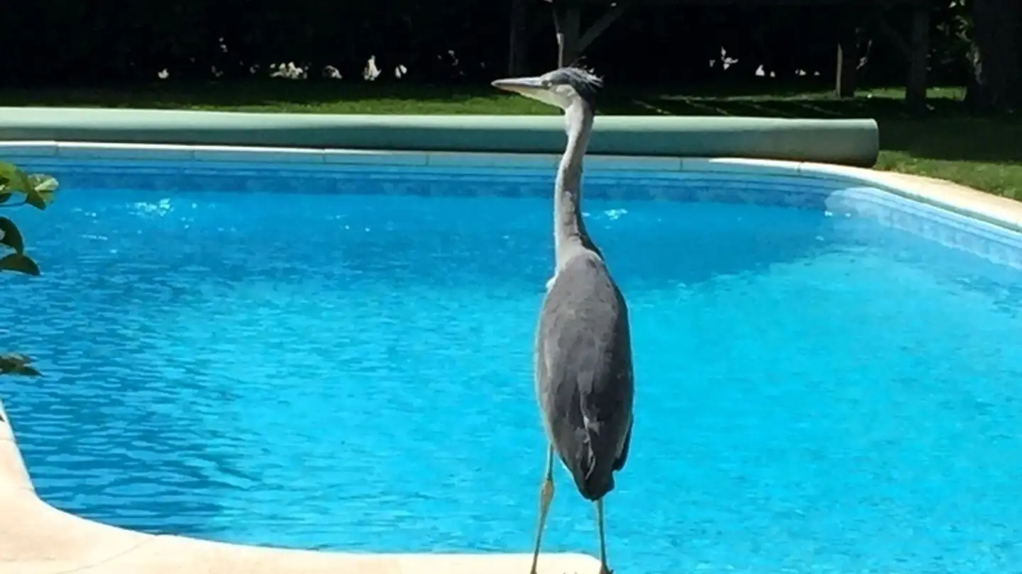 Wohnung mieten - 4653 Obergösgen