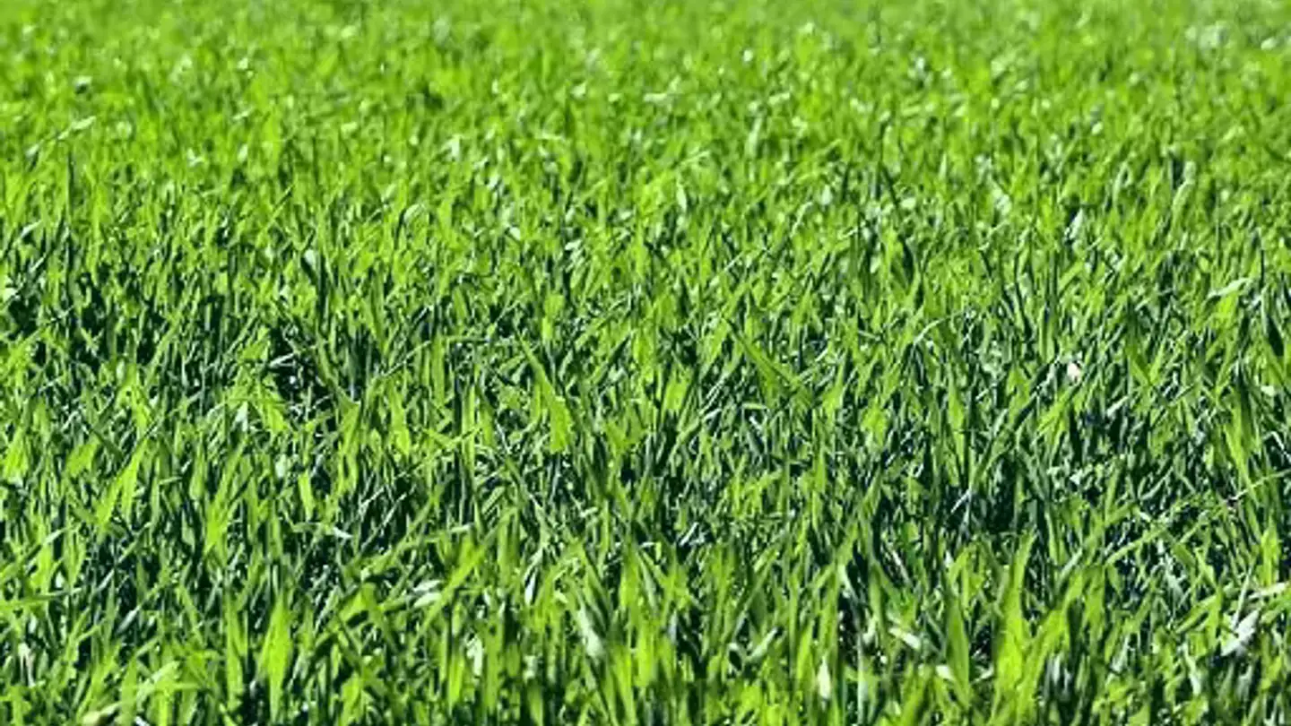 Terrain constructible à vendre - 6703 Osogna
