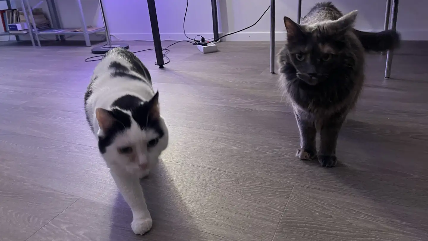 Stanza singola in affitto - 8004 Zürich - Foto 3