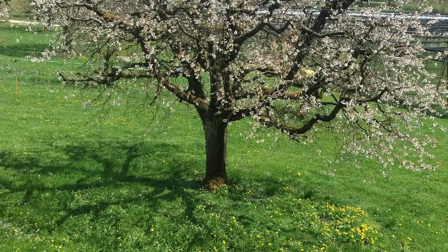 Wohnung mieten - Mülimatt 8, 4655 Stüsslingen - Foto 3