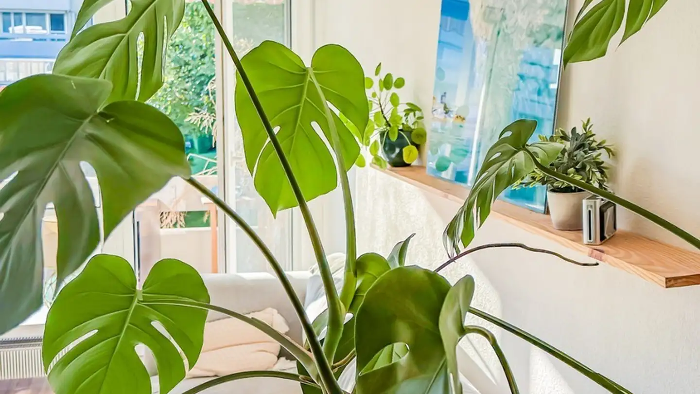 Appartamento in affitto - Aubrigstrasse 9, 8810 Horgen - Photo 2