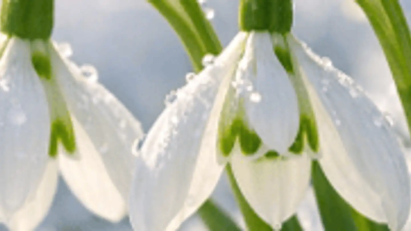 Wohnung kaufen - Wilhofstrasse 32, 8125 Zollikerberg