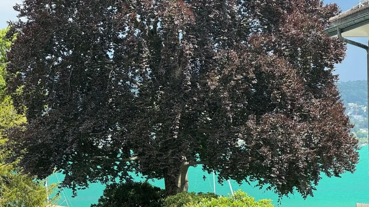 Appartamento in vendita - Seestrasse, 8802 Kilchberg ZH - Photo 4