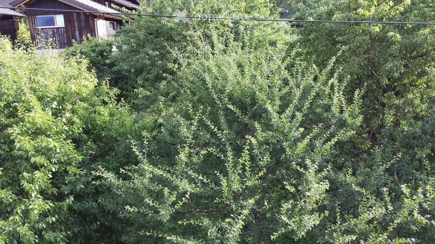 Appartement à louer - Route D'outre-Vièze 41b, 1871 Choëx