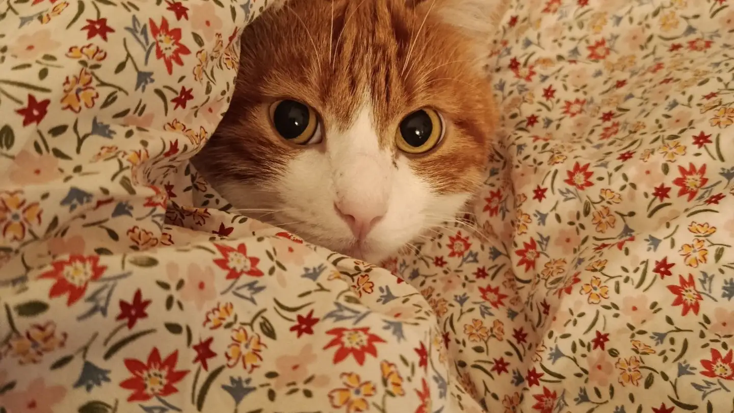 Chambre à louer - 1800 Vevey - Photo 3