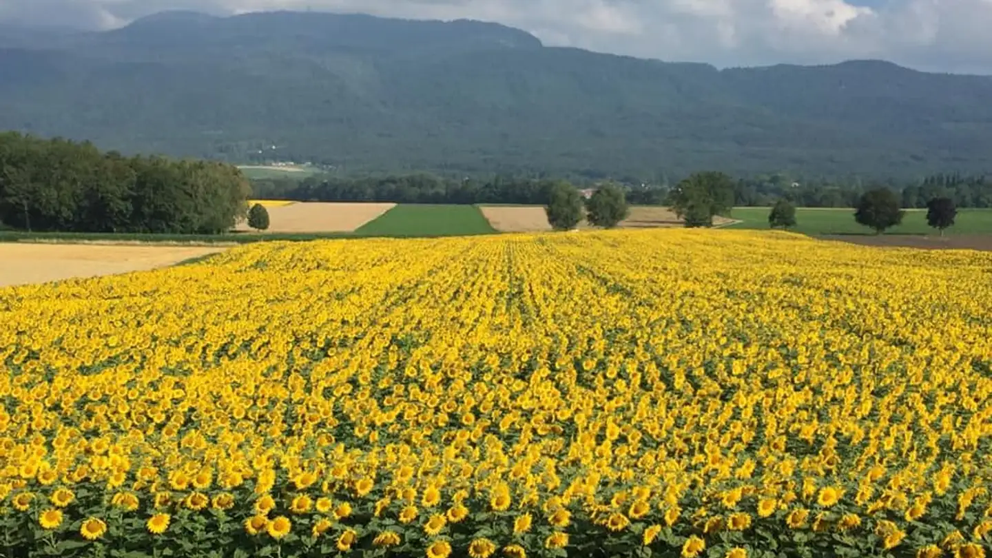 Casa singola in vendita - 1274 Grens - Photo 3