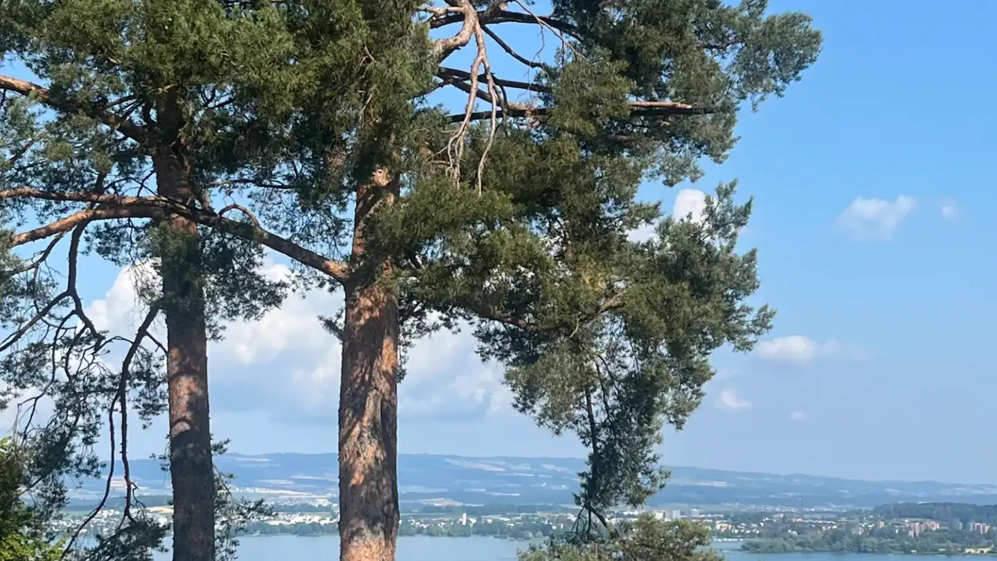 Stanza singola in affitto - Guggitalring 3, 6300 Zug - Foto 4