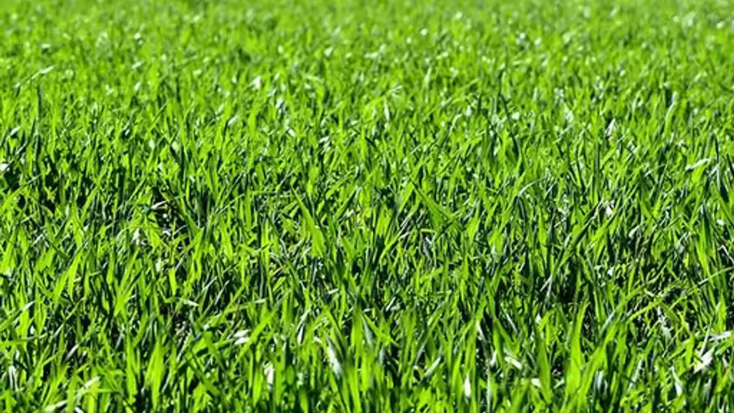 Terrain constructible à vendre - 6939 Arosio