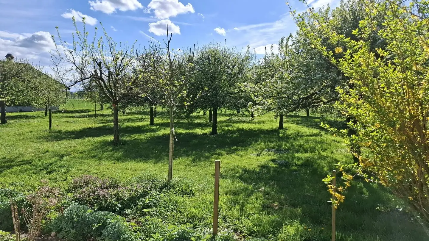 Appartamento in affitto - Hohfuren 7, 3380 Wangen an der Aare - Photo 2