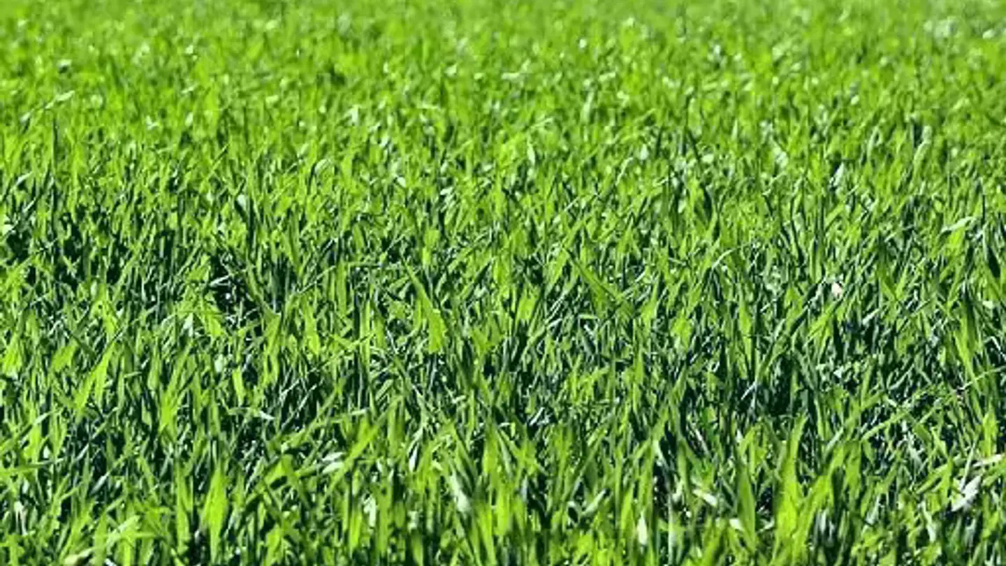 Constructible plot for sale - 6703 Osogna