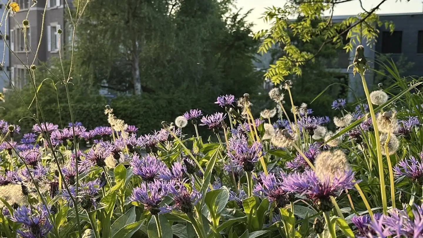 Apartment for rent - Röschstrasse 27, 9000 St. Gallen - Photo 3