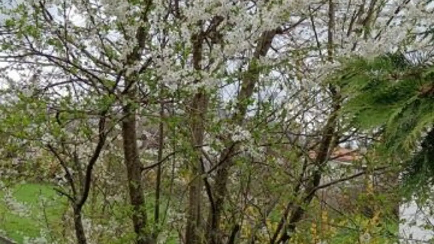 Casa singola in vendita - Liestalerstrasse 23, 4419 Lupsingen - Photo 4