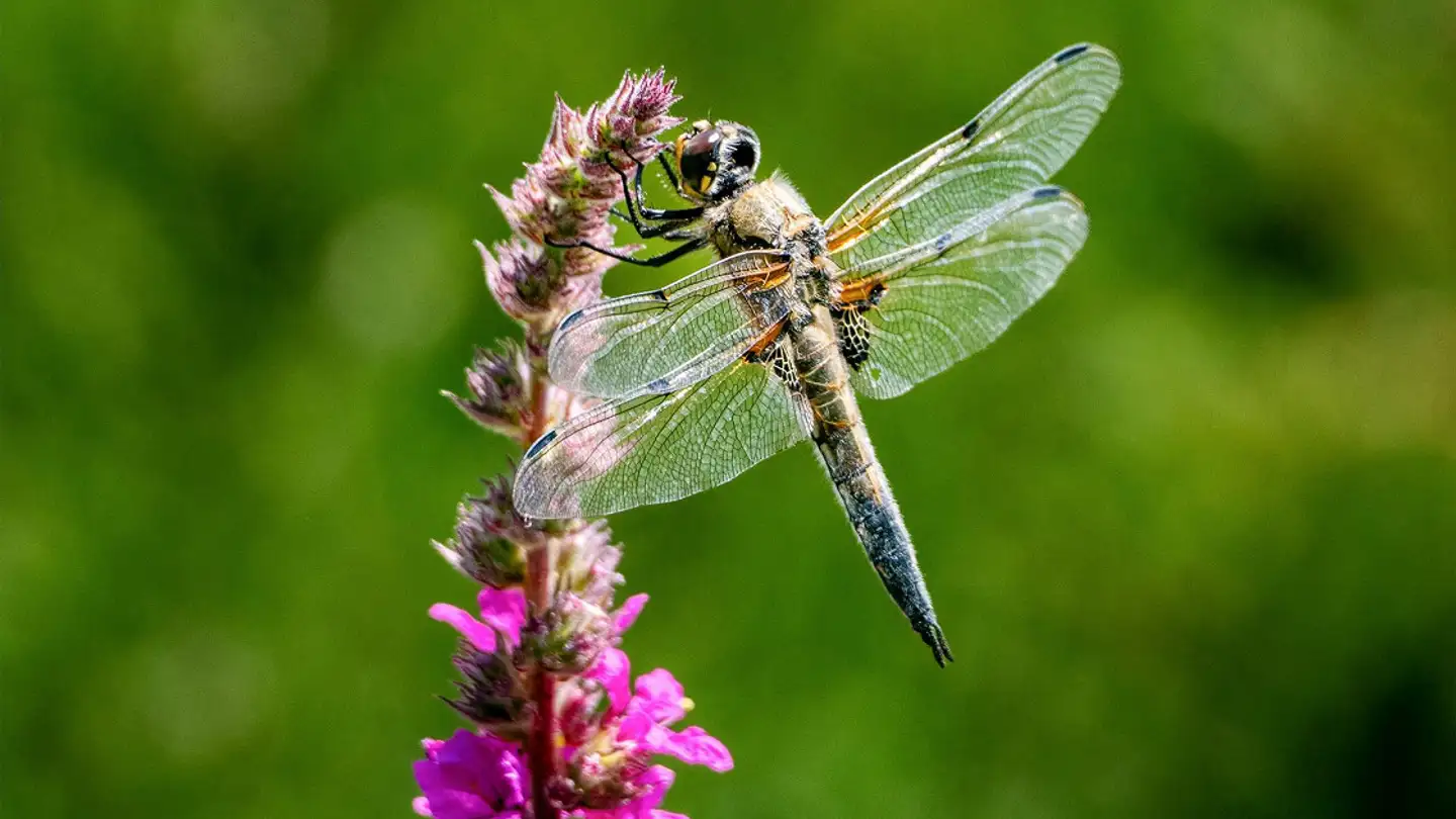 Single house for sale - Ortbühlweg 107, 3613 Steffisburg - Photo 3