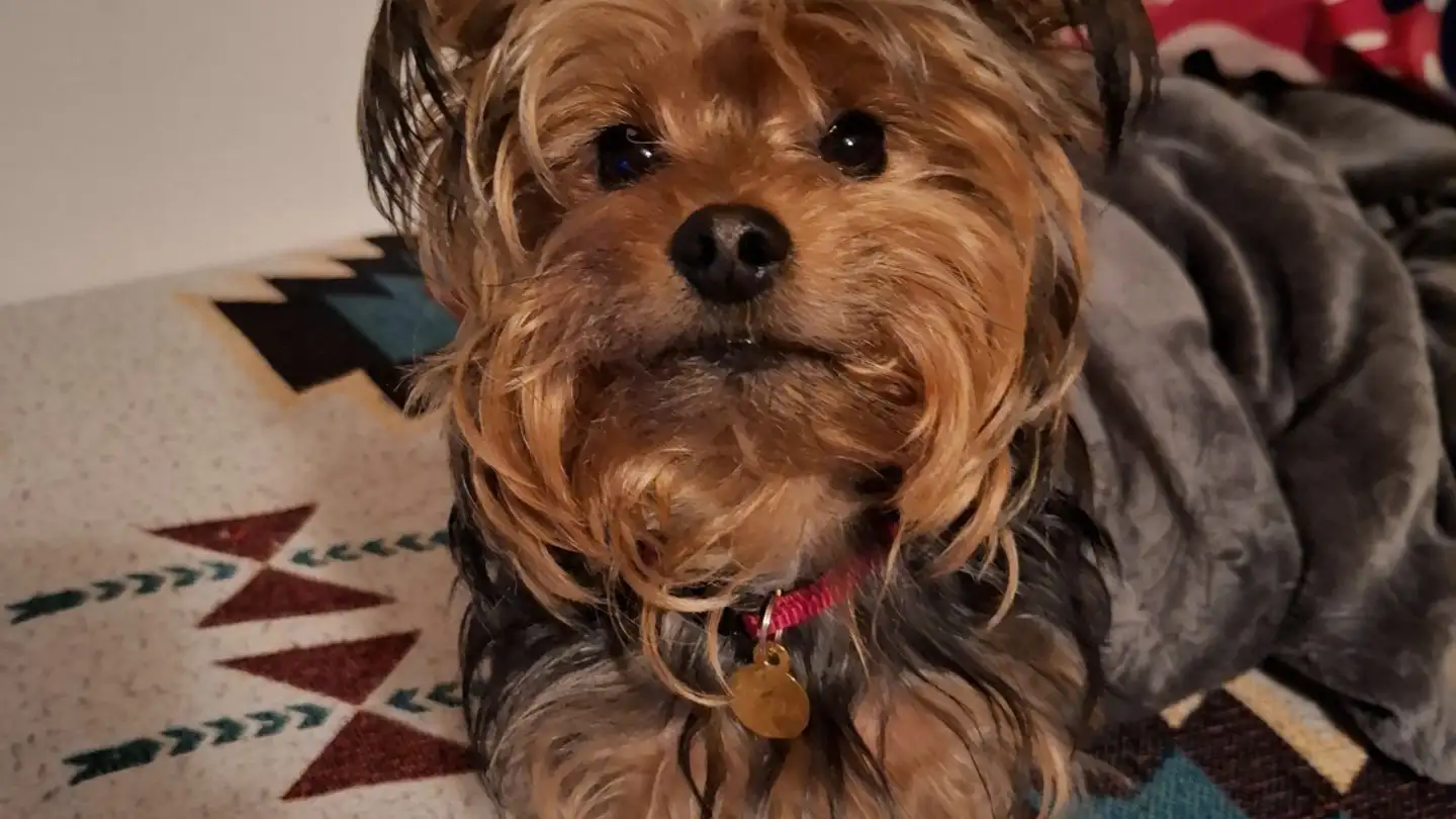 Stanza singola in affitto - 8134 Adliswil - Photo 4