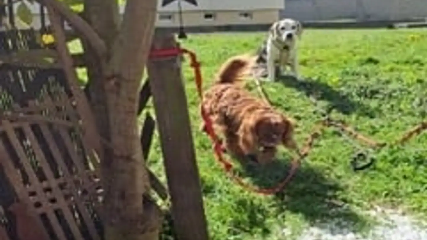 Apartment for rent - Chemin des Polonais 24, 2016 Cortaillod - Photo 3