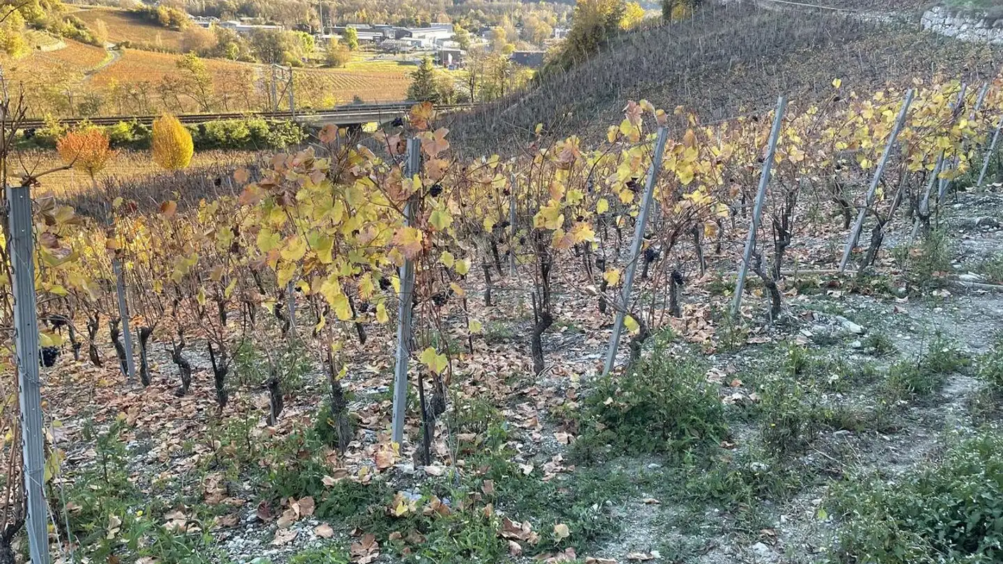 Constructible plot for sale - 3970 Salgesch - Photo 3